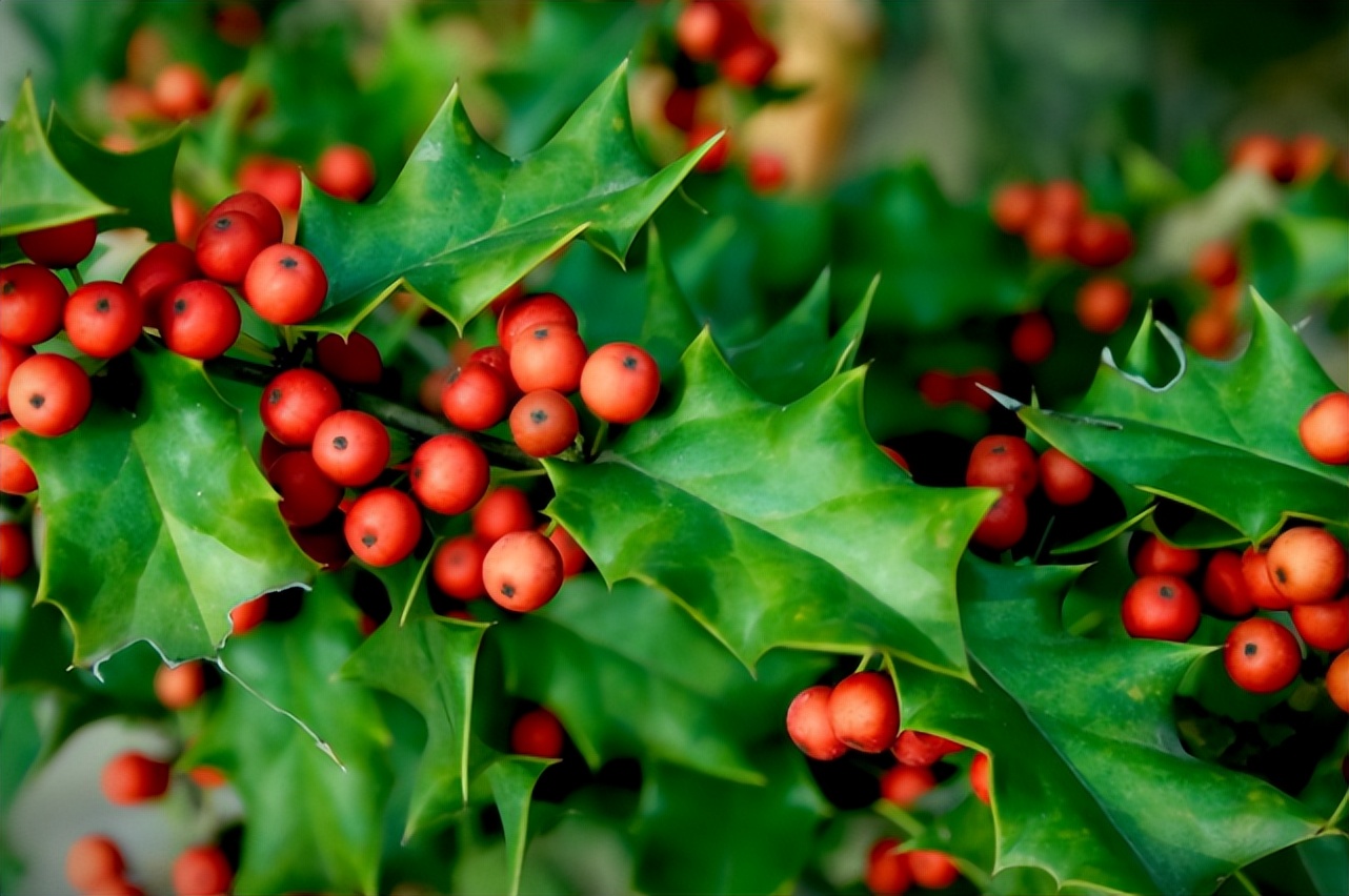 俗称"鸟不宿",叶子长满刺而被称为"看家树",如今多做盆栽种