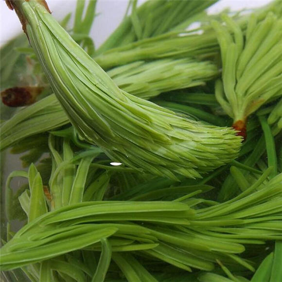 野菜有哪些（这100种野菜很常见也很美味）