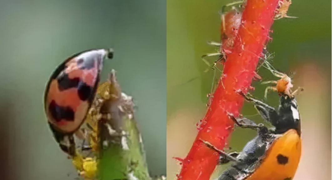 益虫和害虫,益虫和害虫分别有哪些