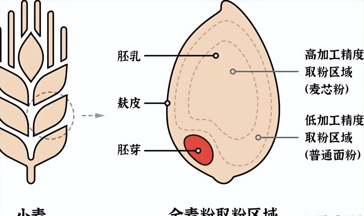 胚乳的作用图片