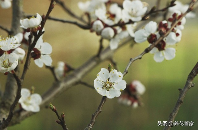 杏花落指的是什么（对杏花的简介与样貌介绍）