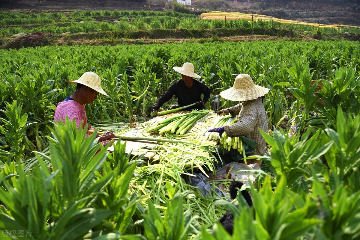 貢菜有什麼功效(貢菜到底是不是萵苣?