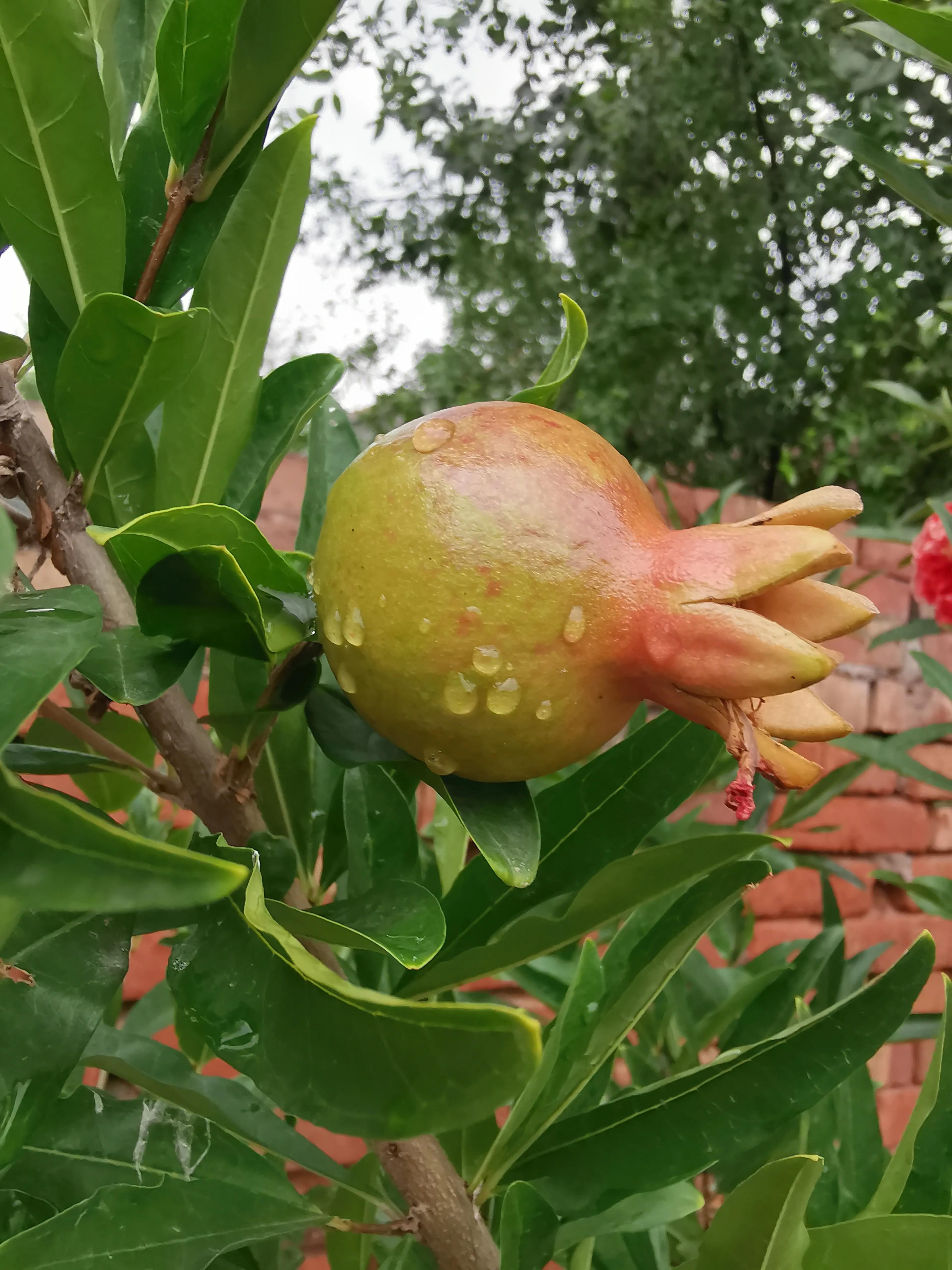 华为mate20 pro，拍照依旧能打