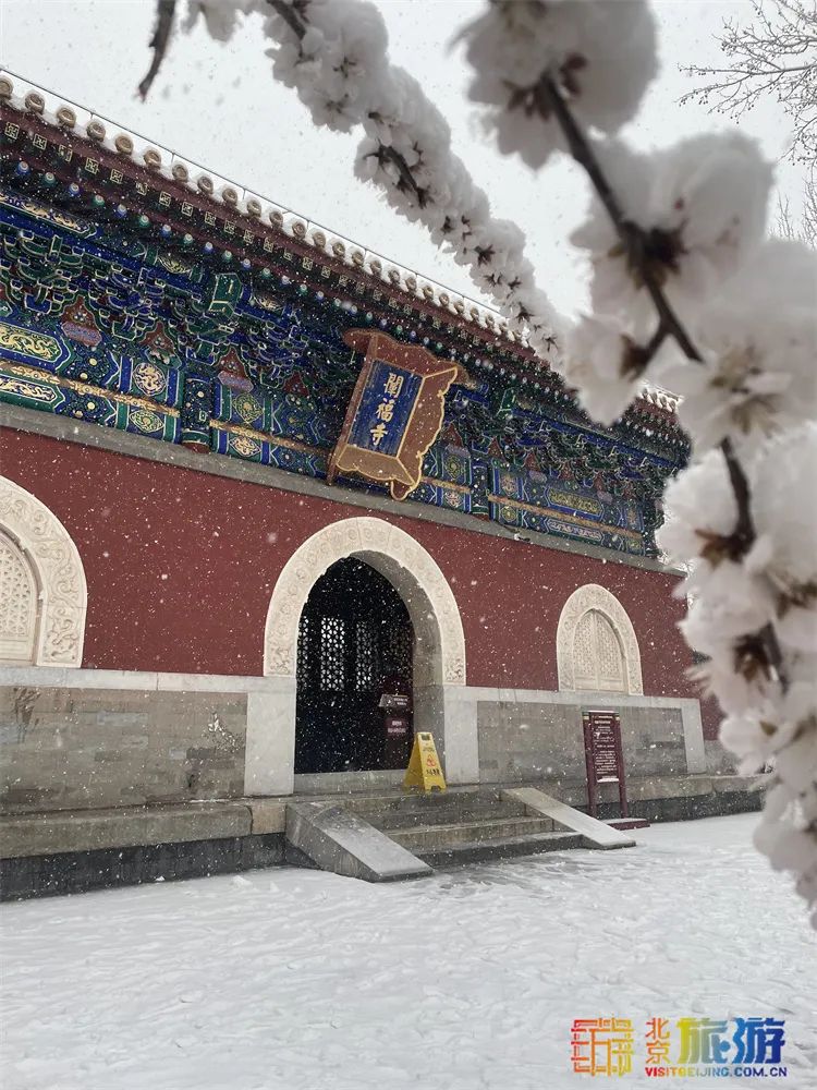 当春花遇上春雪，看京城别样的诗意与浪漫~