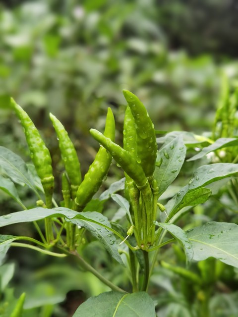 图片[1]-【面炕辣椒】做法步骤图 河南特色美食 辣香可口-起舞食谱网