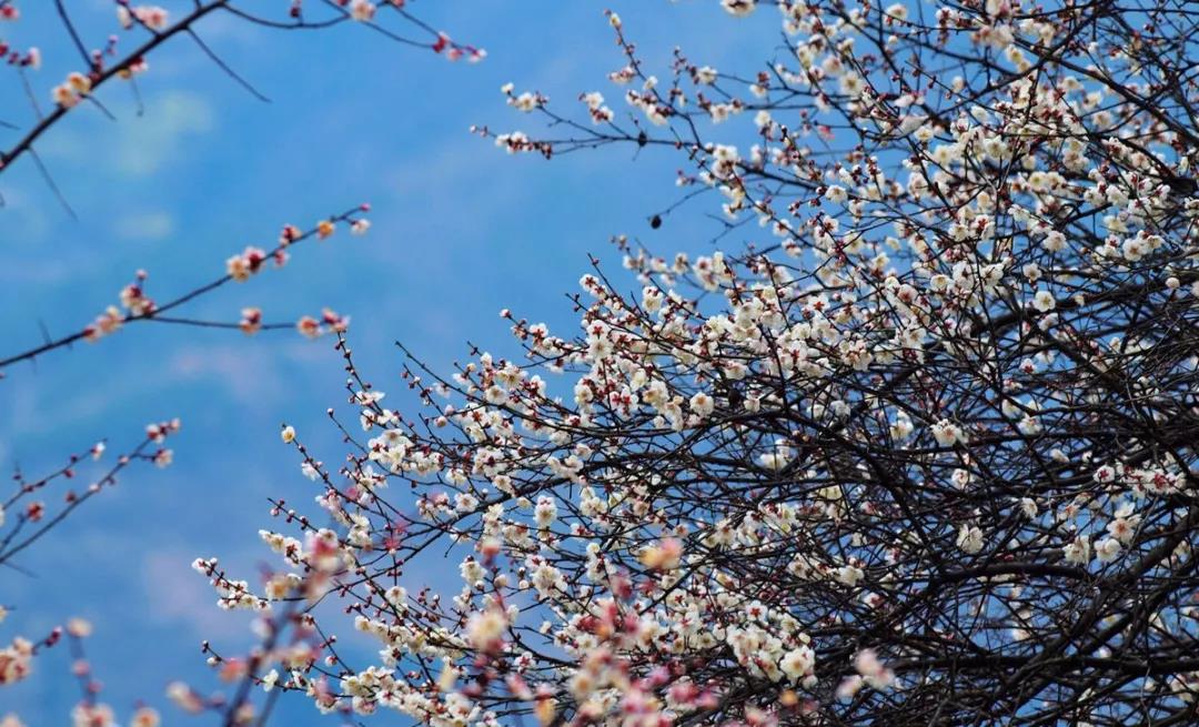 平通梅林 万亩梅园 十里花海 天天看点