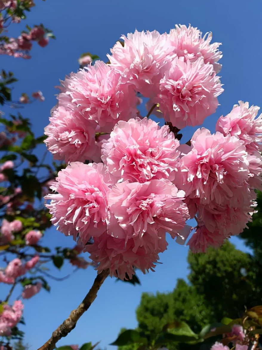 墙外一枝娇欲语 碧桃花，十首有关碧桃花的诗词，绚烂如诗