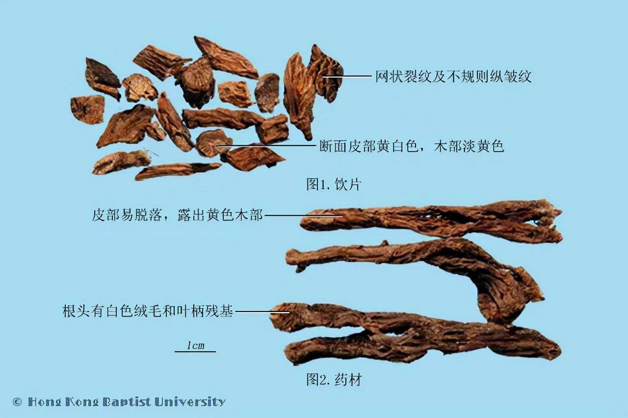 中药界的“白发魔女”——神奇的白头翁