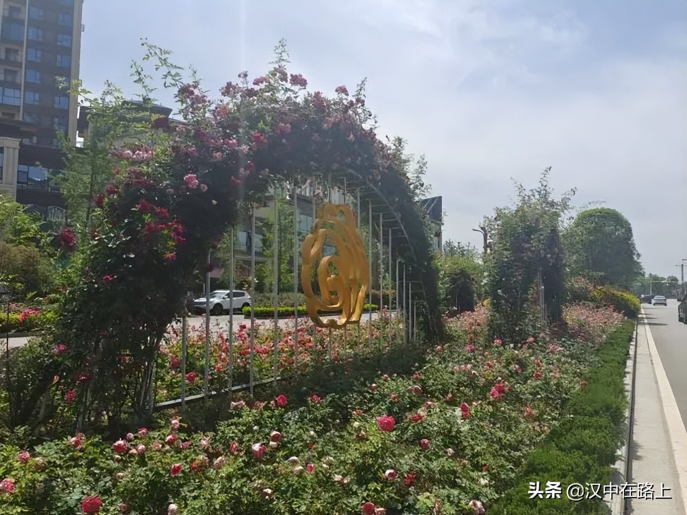 漢中濱江新區(qū)金牛路——“月季大道”上線了