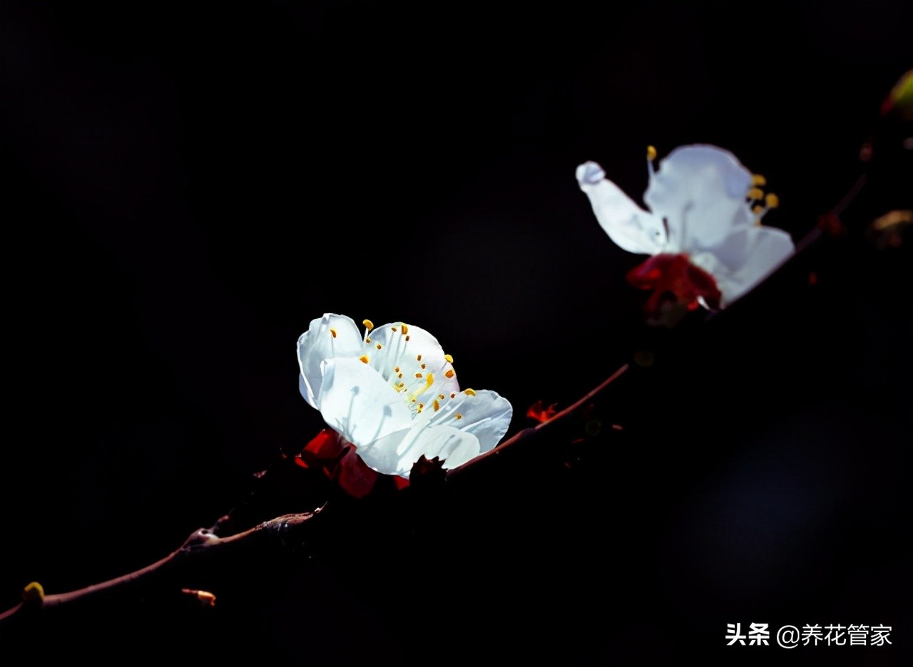 杏花落指的是什么（对杏花的简介与样貌介绍）