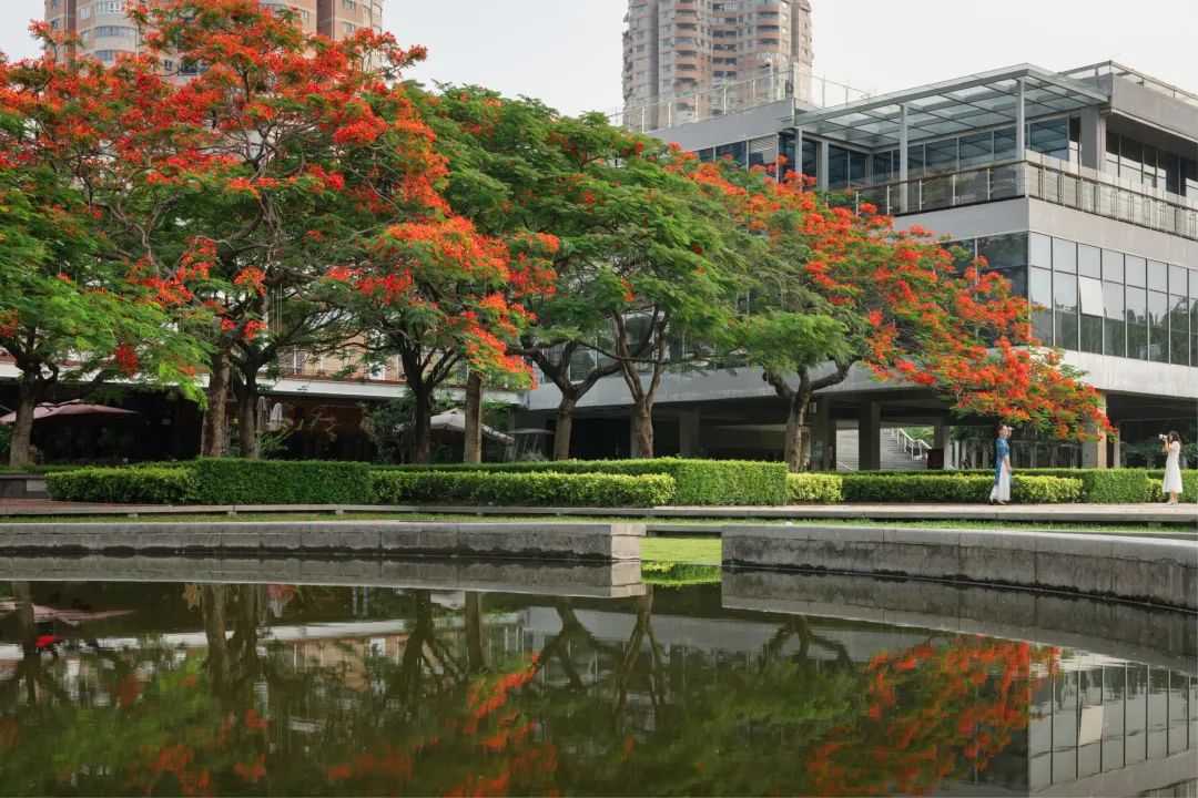 深圳华侨城生态广场——凤凰花海见证深圳20余年变迁 / AUBE