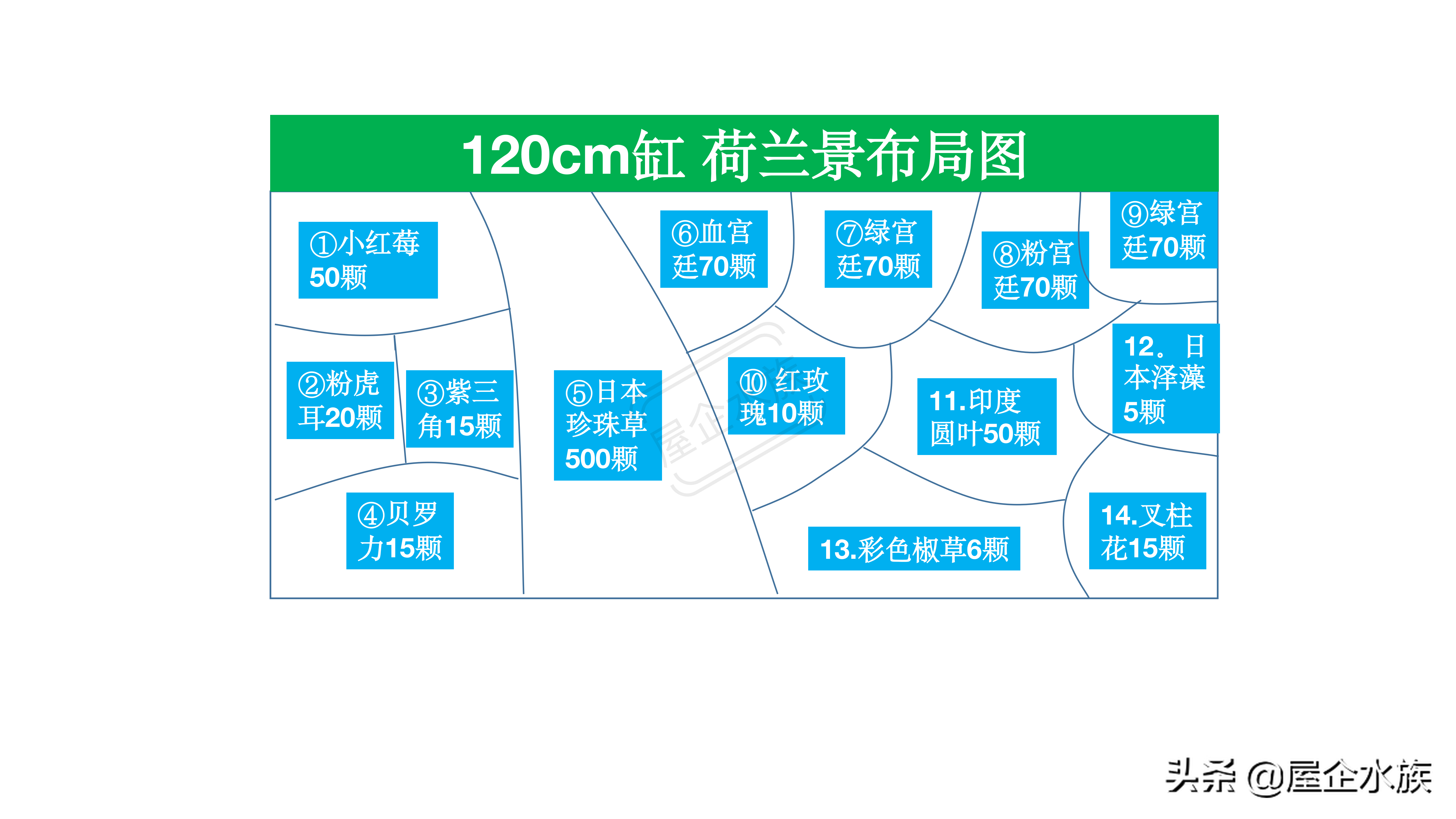 1米2荷兰缸(水草造景风格——荷兰式造景)