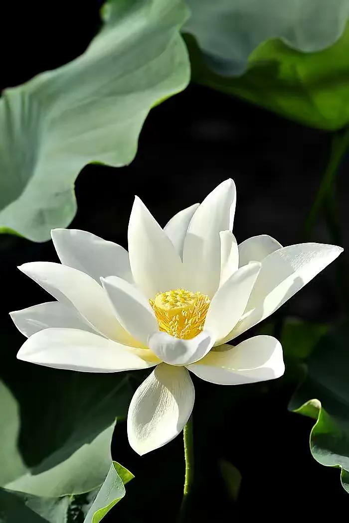 似彼白莲花,在水不着水.白莲开,净颜照月牙,弱水三千尽繁华.原创文案