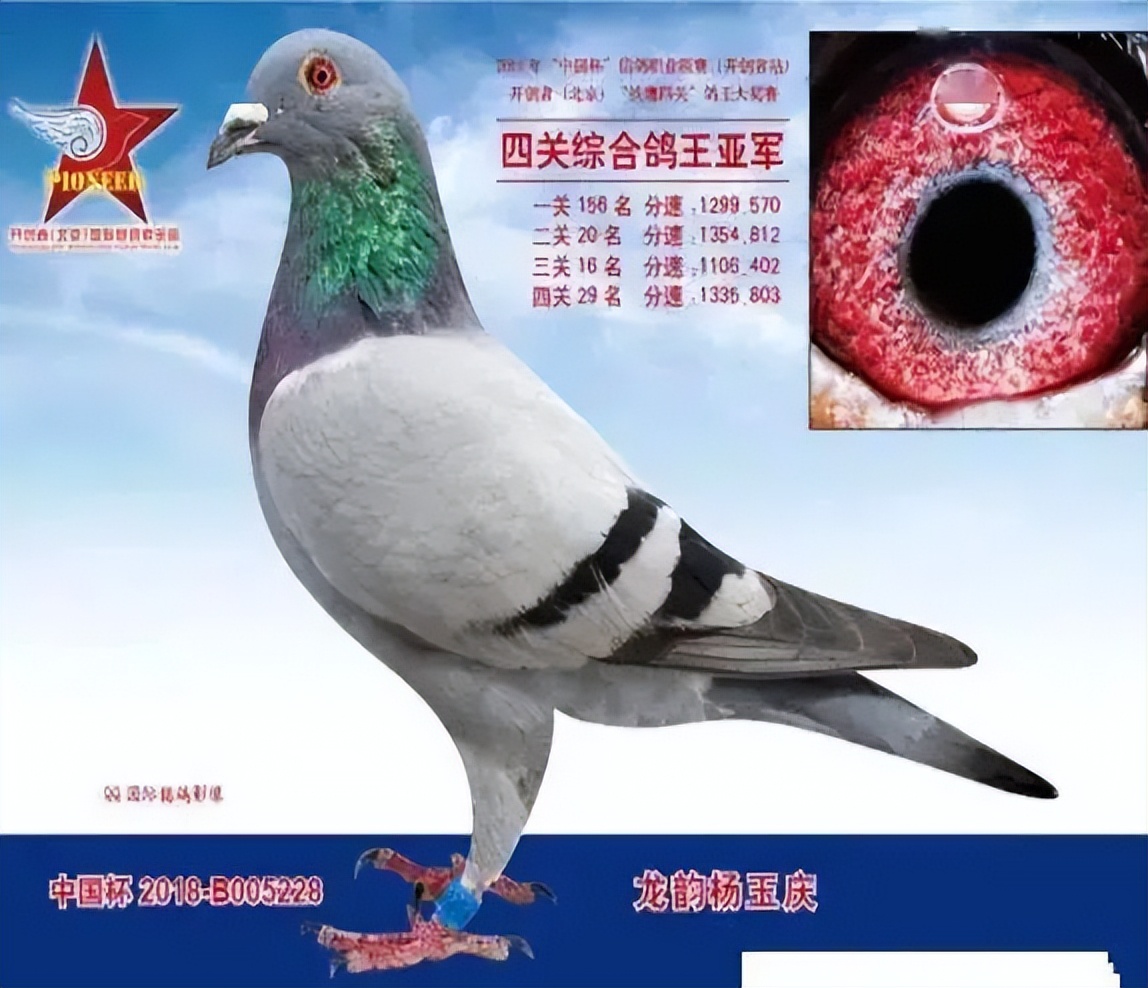 中国最贵十个鸽子品种超级名鸽图片