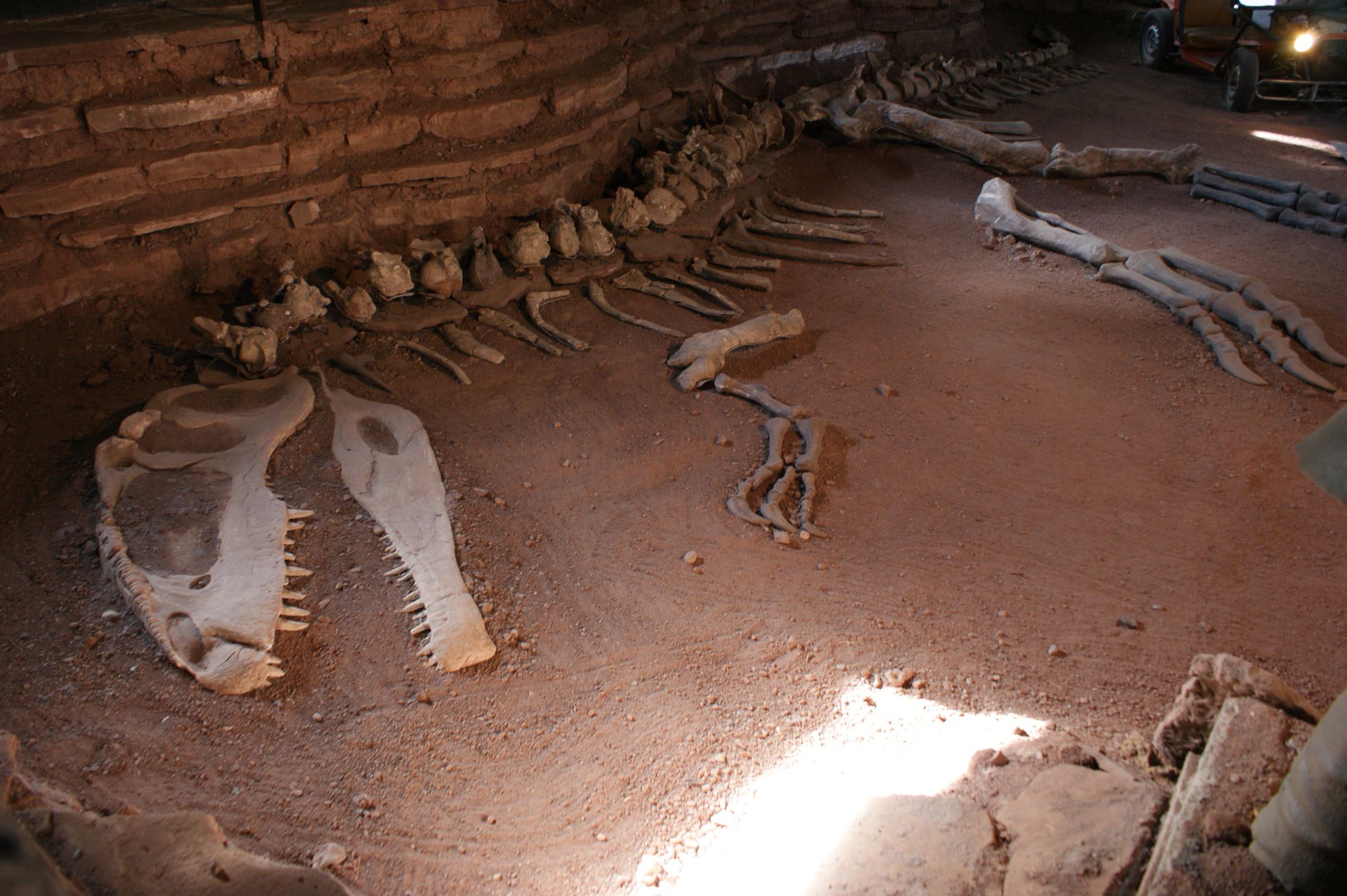 盆骨,大部分脊骨以及大腿骨等化石,古生物学家推测,这只南方巨兽龙的