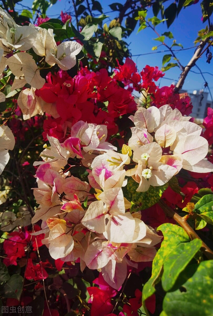 一花一世界，一花一叶送祝福，有花陪伴最幸福；有叶牵挂更美好