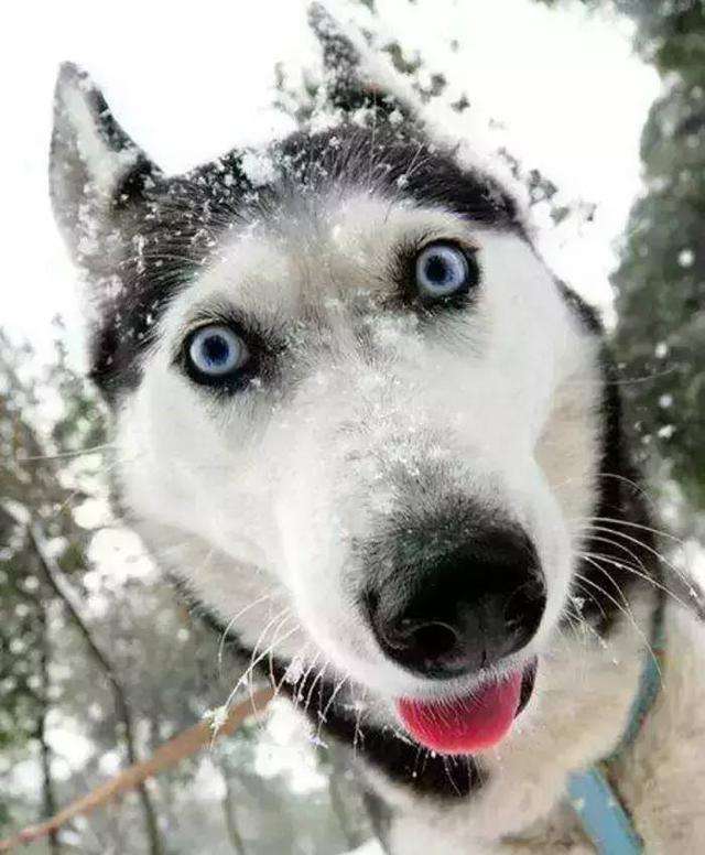 哈士奇智商是多少(狗界泥石流的意思告诉你)