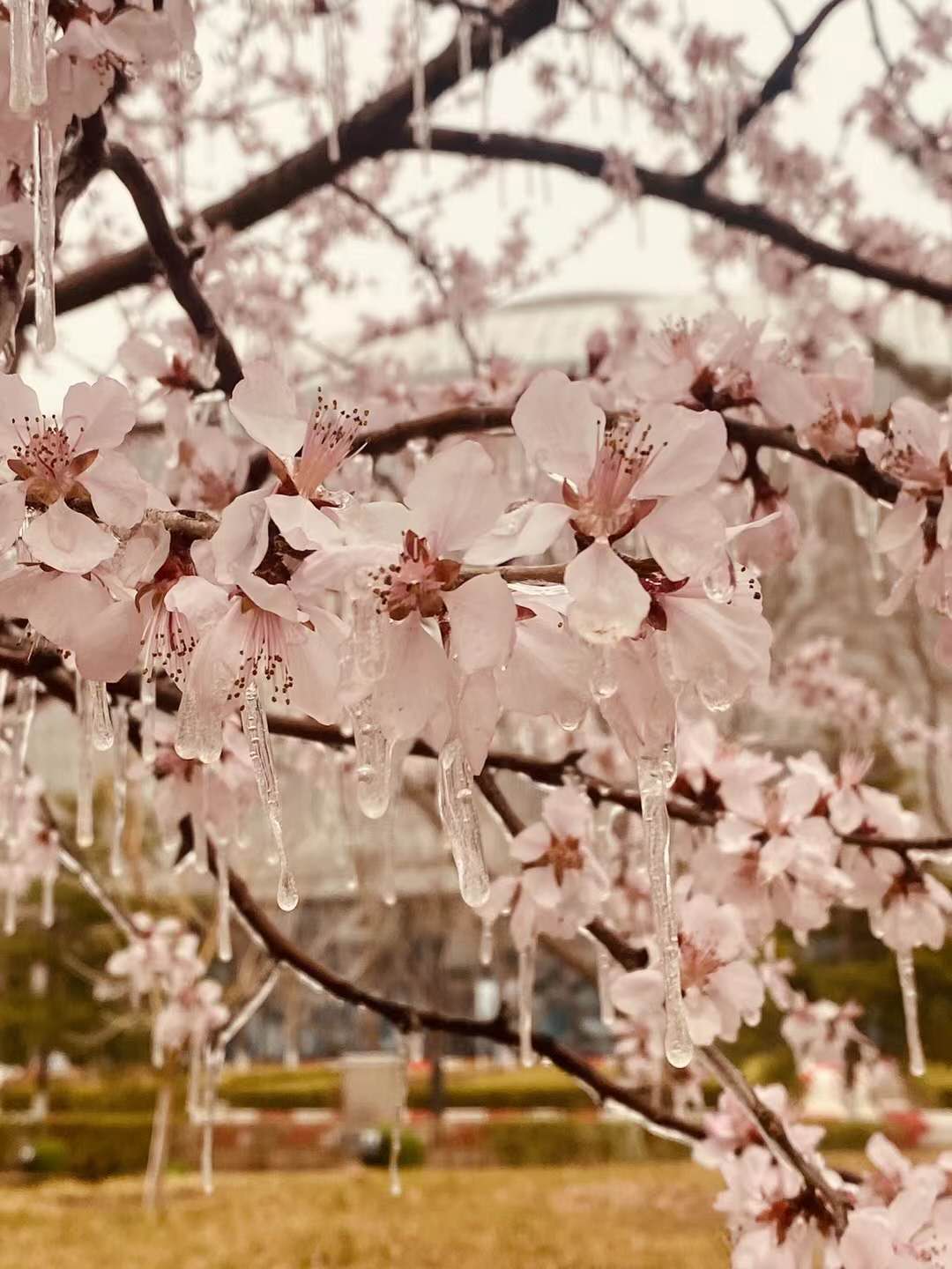 雪与花共舞 | 红墙，白雪，鲜花，美不胜收！