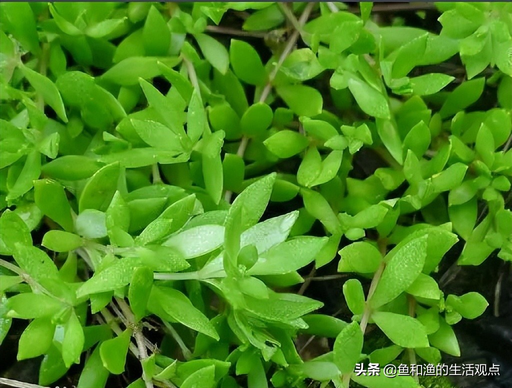 踏春必備百草圖之三,身邊那些有價值的野草,你能認識幾種?