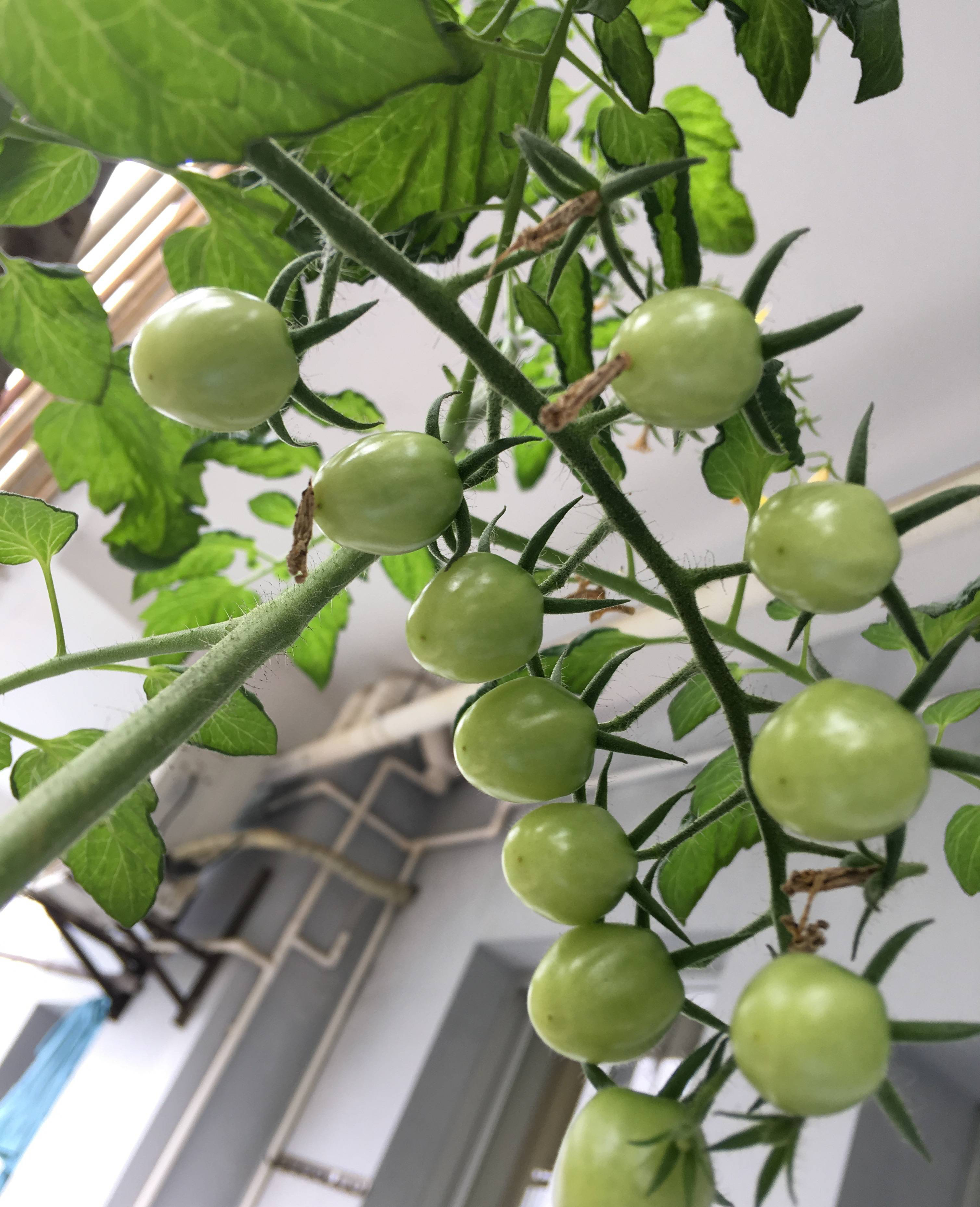 小番茄种子的种植方法(家庭种菜之小番茄的技巧)