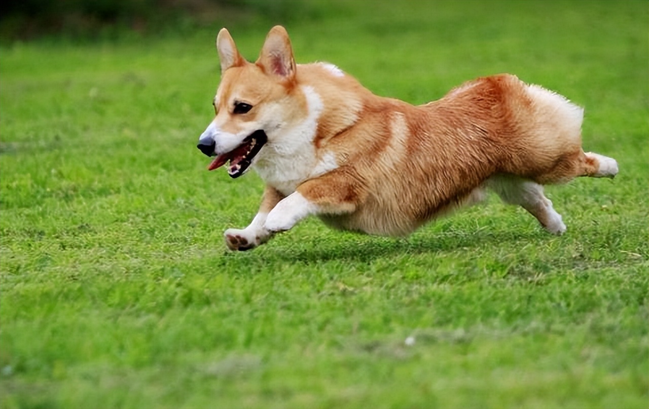 柯基犬属于网红萌犬,给人一种肥嘟嘟的感觉,非常可爱,牵着它散步回头