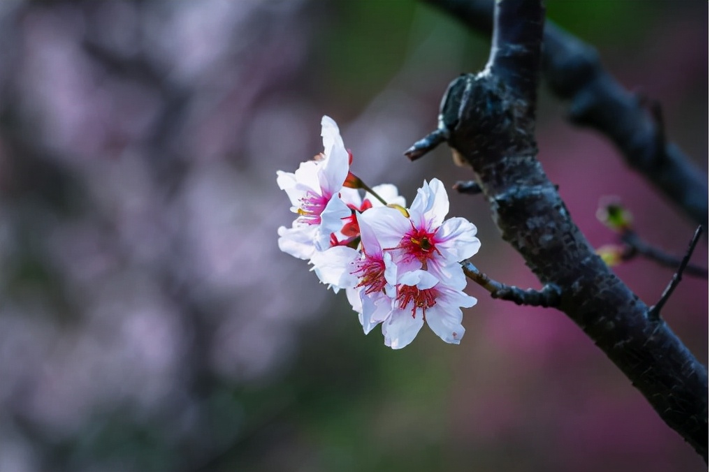 万里云 | 芳心寸寸情依旧，霞彩年年绘早春（樱韵读春格律十二首）