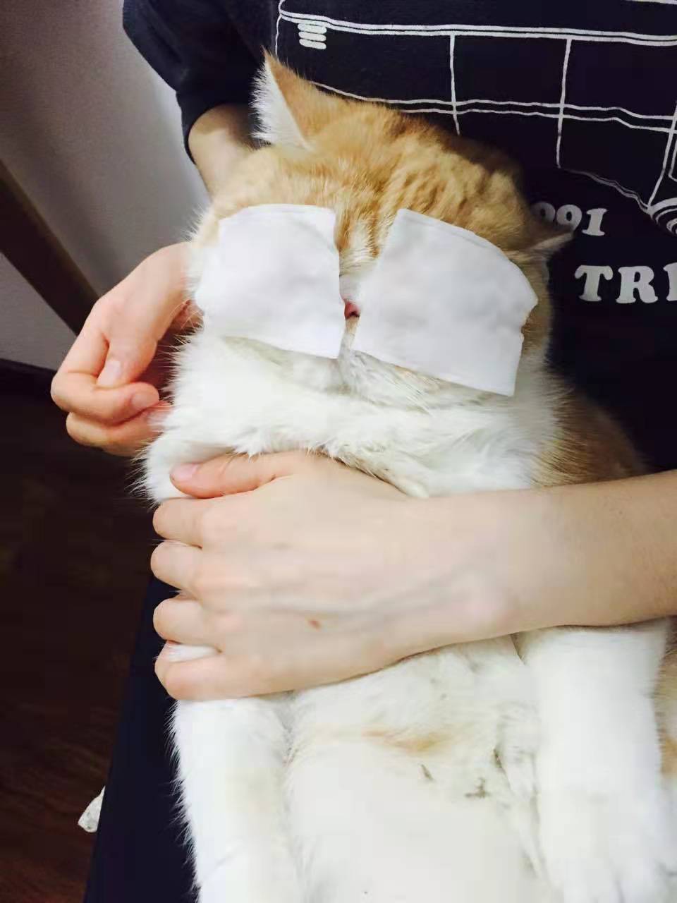 小猫经常流泪？菲尔顿：跟伤不伤心无关