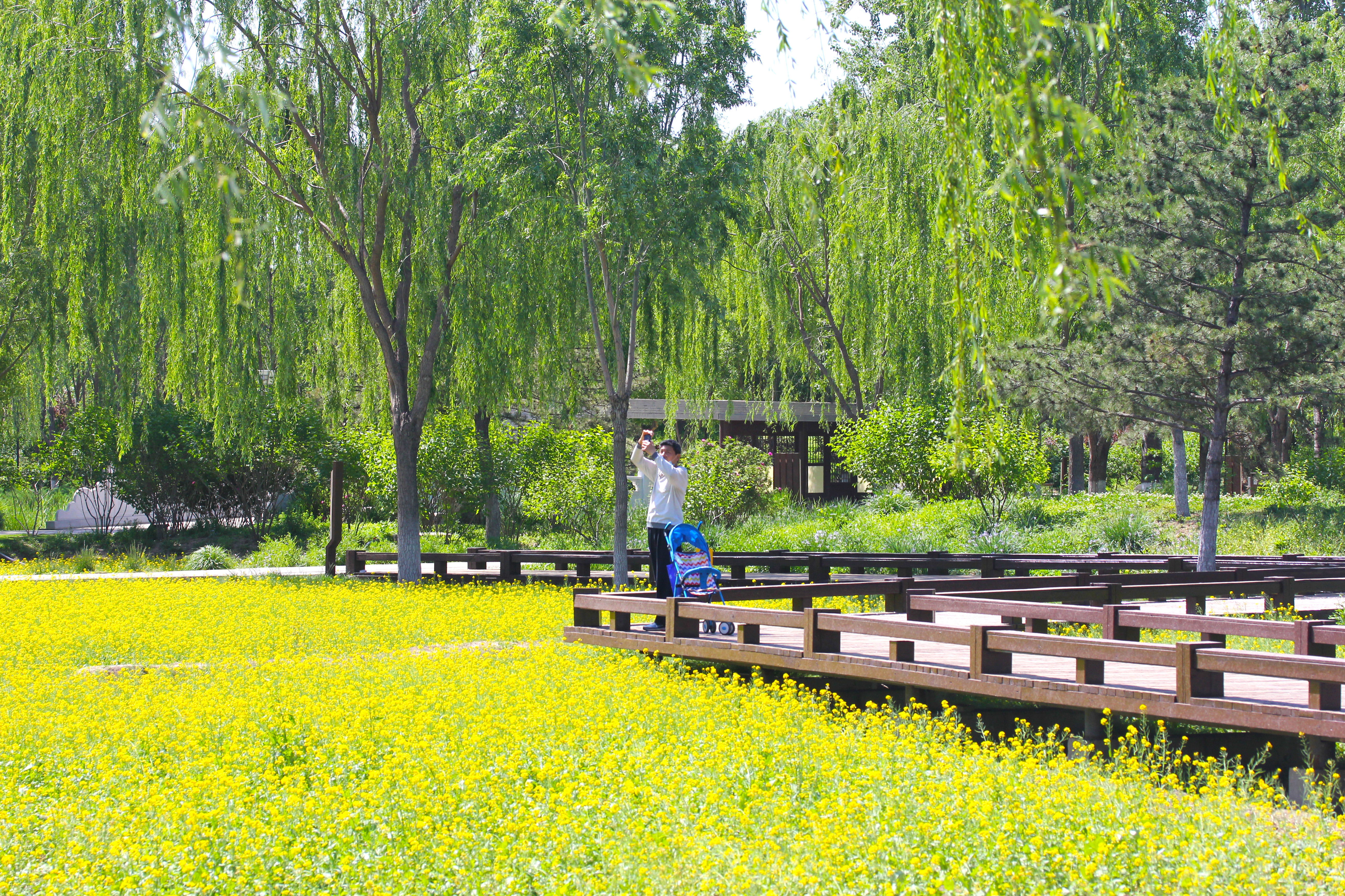 北京8个春游好去处，赏花观景交通便利，重点是都免费