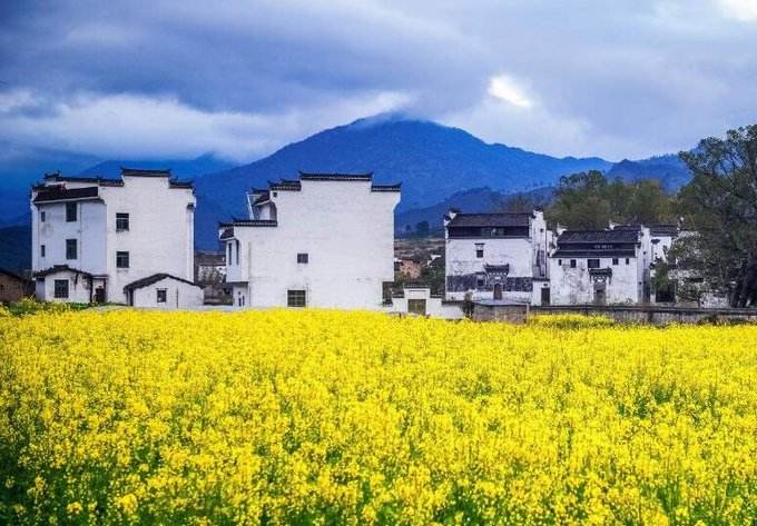 油菜花的习性（知识科普油菜花的生活习性）