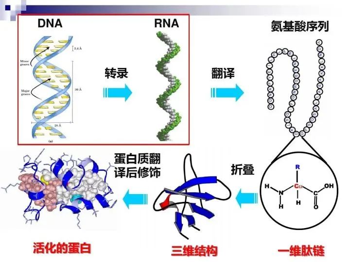 地球外首次确认氨基酸存在，地外生命说是真的吗？