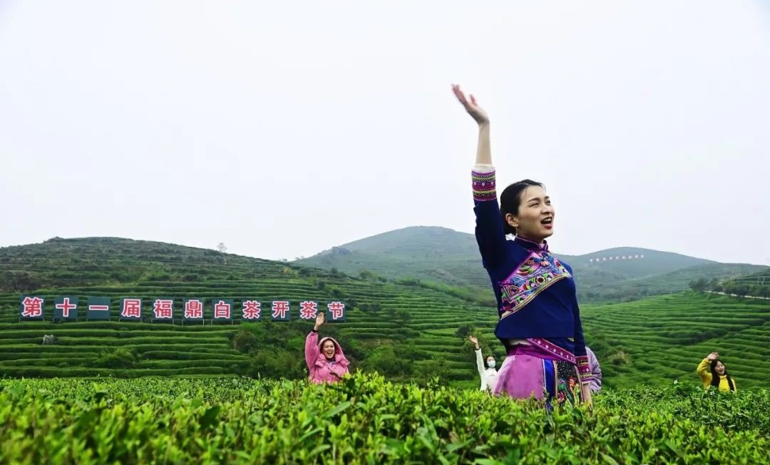 三茶统筹！打开第十一届福鼎白茶开茶节