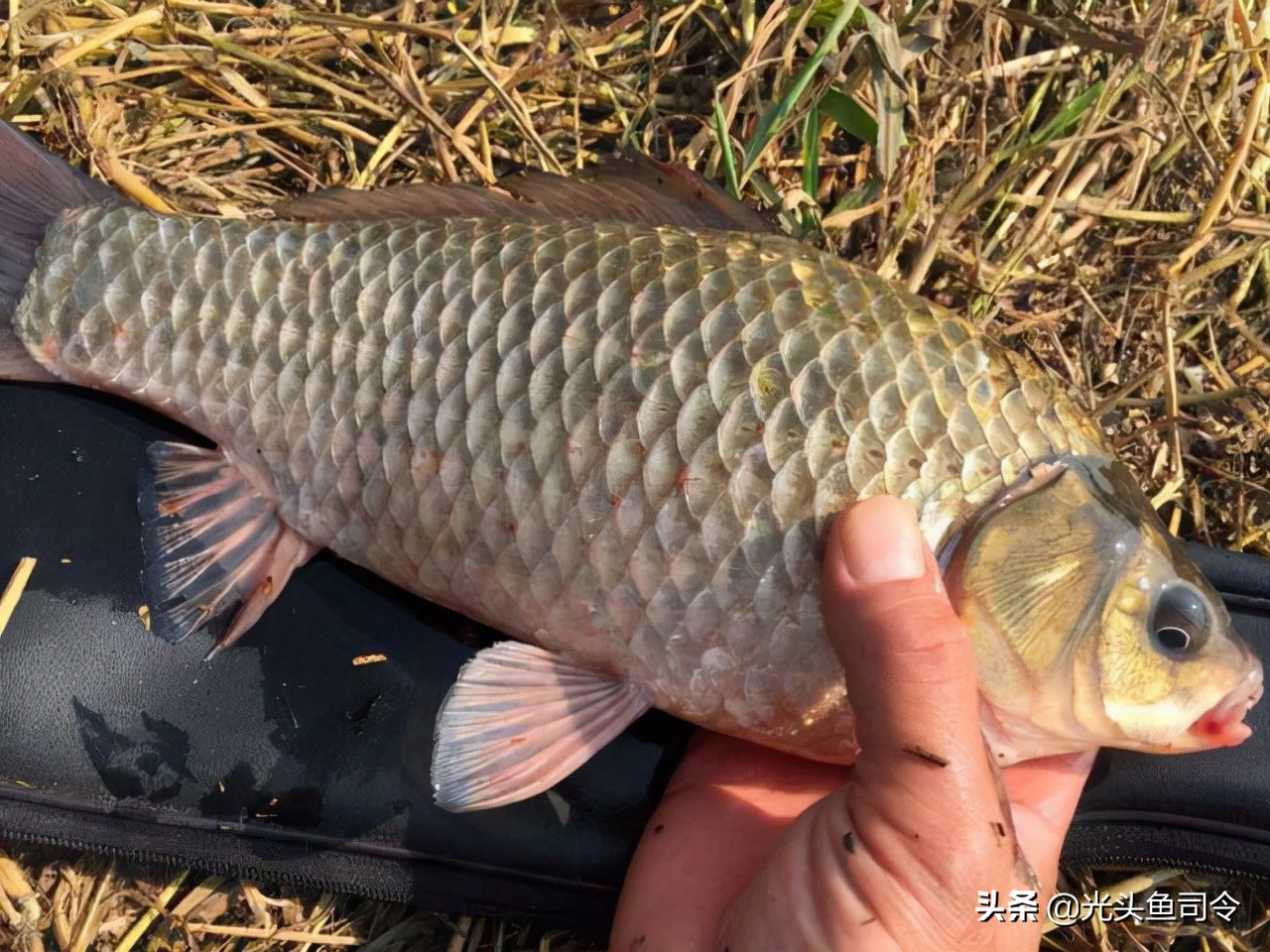 收費水庫青魚,草魚都能釣,為何不能釣鰱鱅?難道是老闆玩不起?