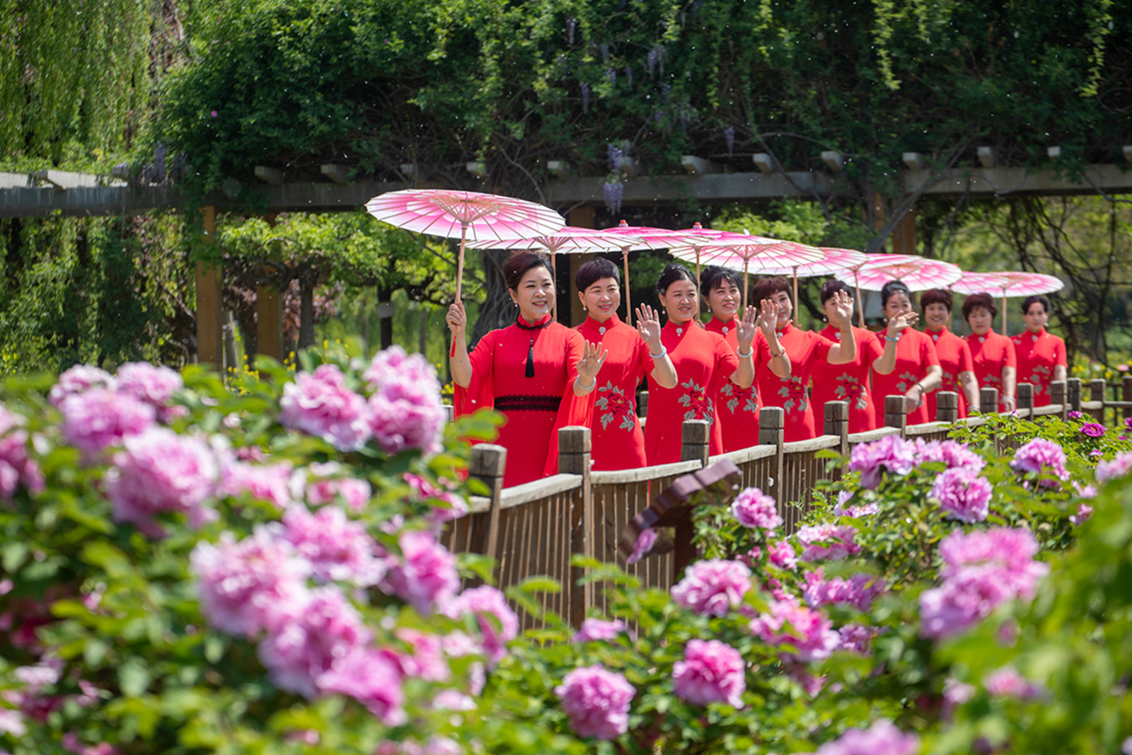 看河北农民频道直播(千年牡丹云中共赏 茶话柏乡崭新篇章)