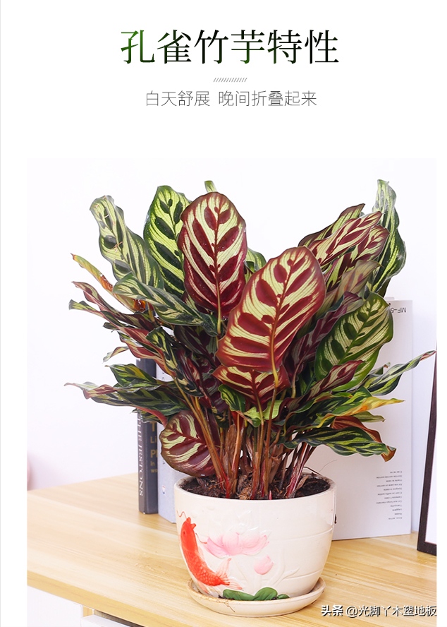 花5000块，把14㎡阳台变成一个小花园，小小的改变感受大大的幸福