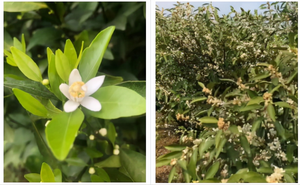 华南农业大学园艺学院（花期补硼）