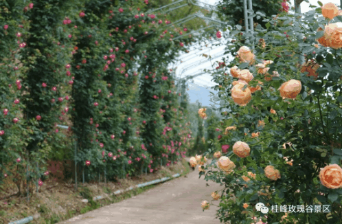 三明桂峰有片玫瑰花海盛放，承包五月初夏之美