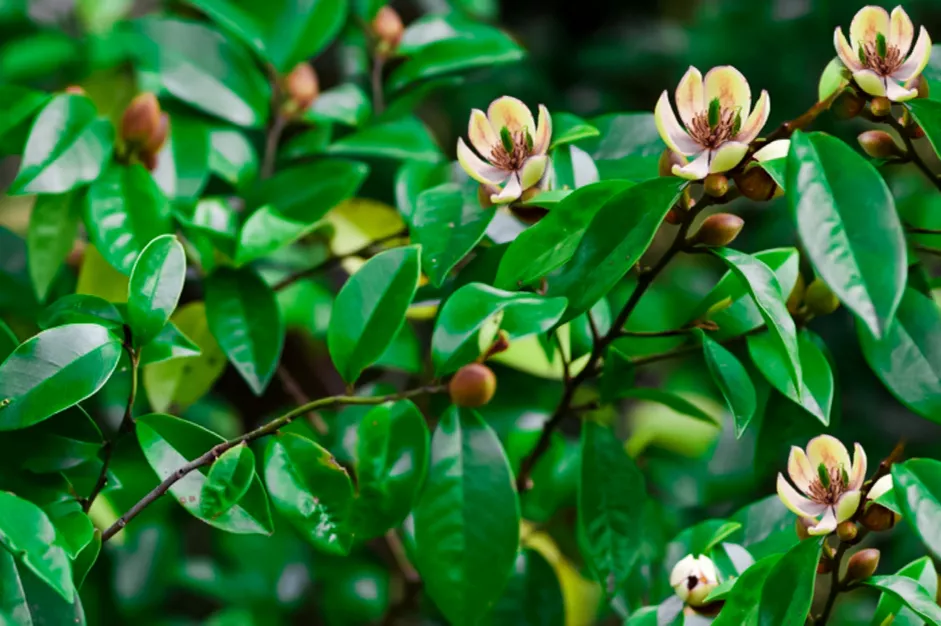 40种适合庭院花园的常见灌木植物，你认识它们吗？