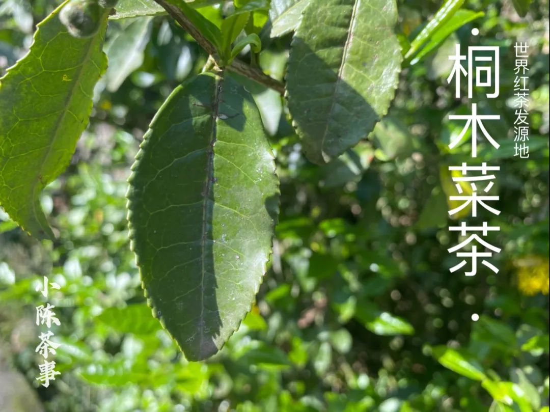 既然大紅袍、鐵觀音都是烏龍茶，那么烏龍茶到底是紅茶還是綠茶？