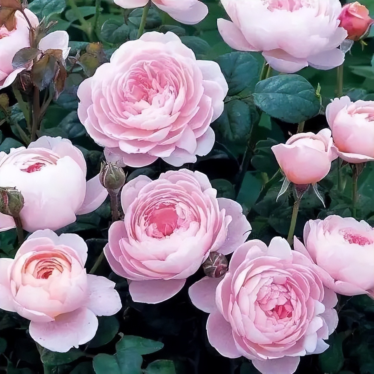 瑞典女王月季优缺点（瑞典女王-月季界的颜值担当，典雅大气，皮实好养活，值得入手）