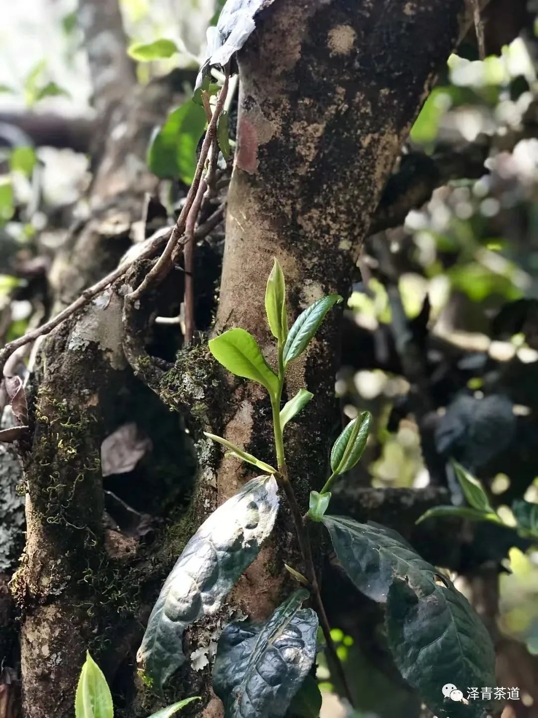 评价茶叶的专业术语(教你喝茶的100个专业术语)