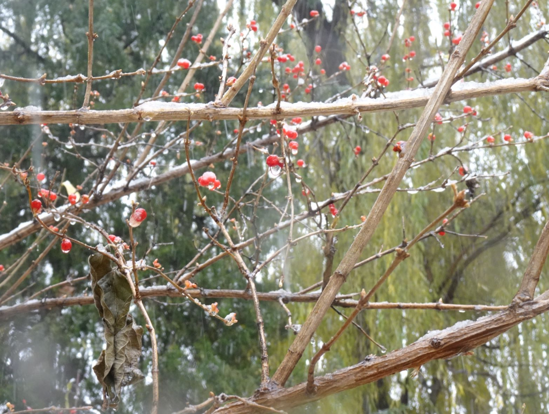 下小雪唯美图片