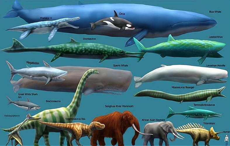 世界之最大动物图片(世界上最大的动物！濒临灭绝的“海之王”)
