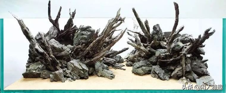 电光美人鱼咬别的鱼吗（180cm鱼缸的完美搭配）
