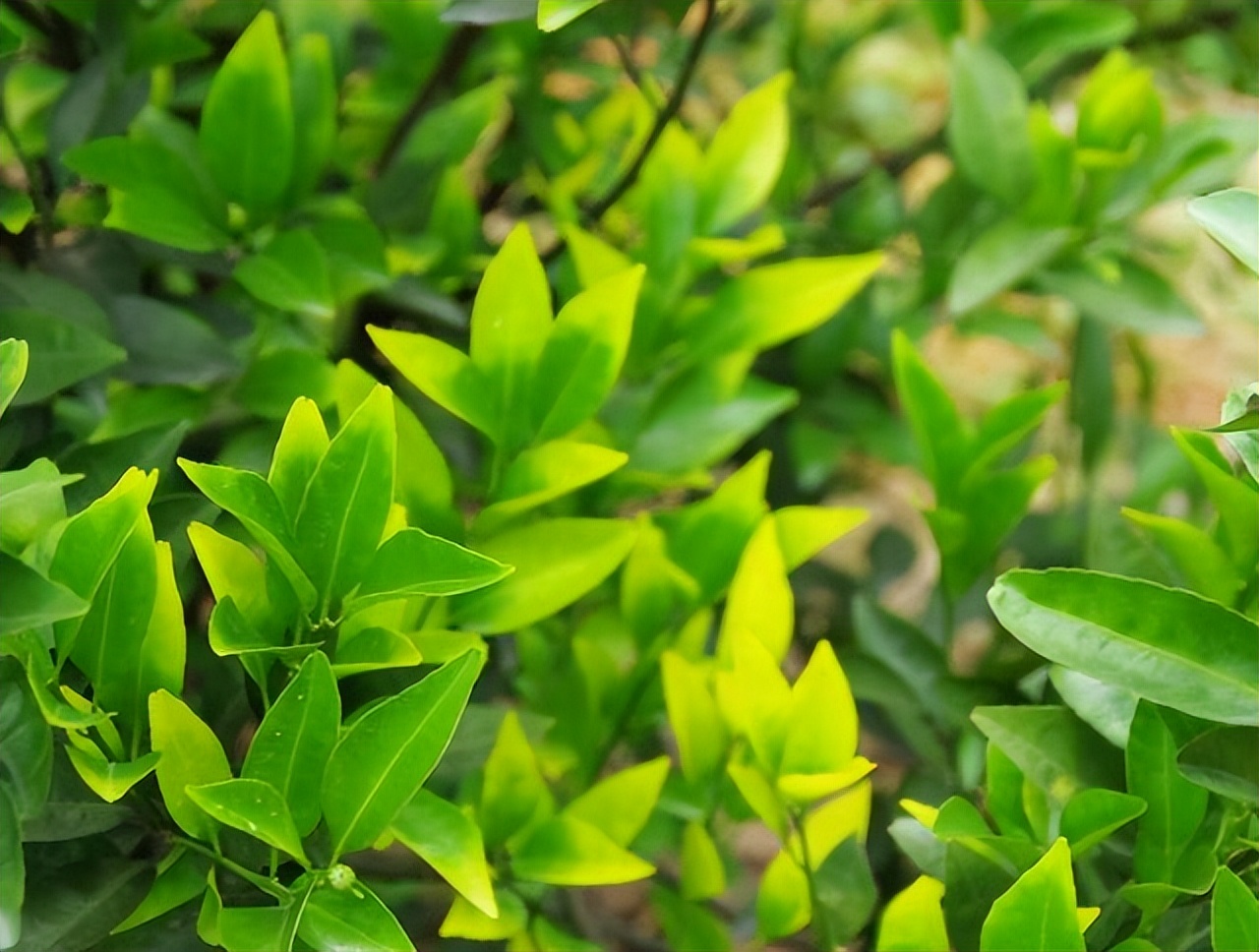 酵素農(nóng)業(yè)技術(shù)：不同作物缺鈣癥狀及酵素菌肥防治技巧