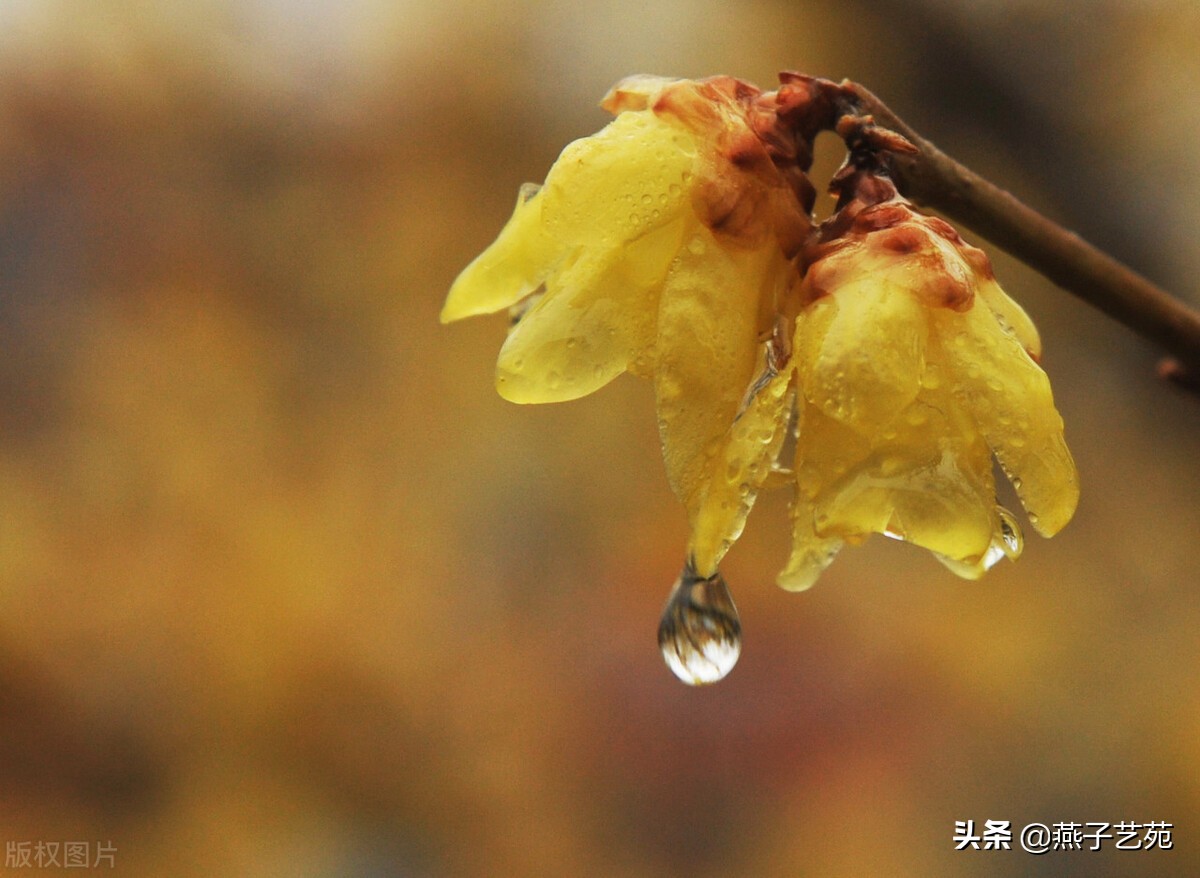 七绝《春雨情思感怀》十二首