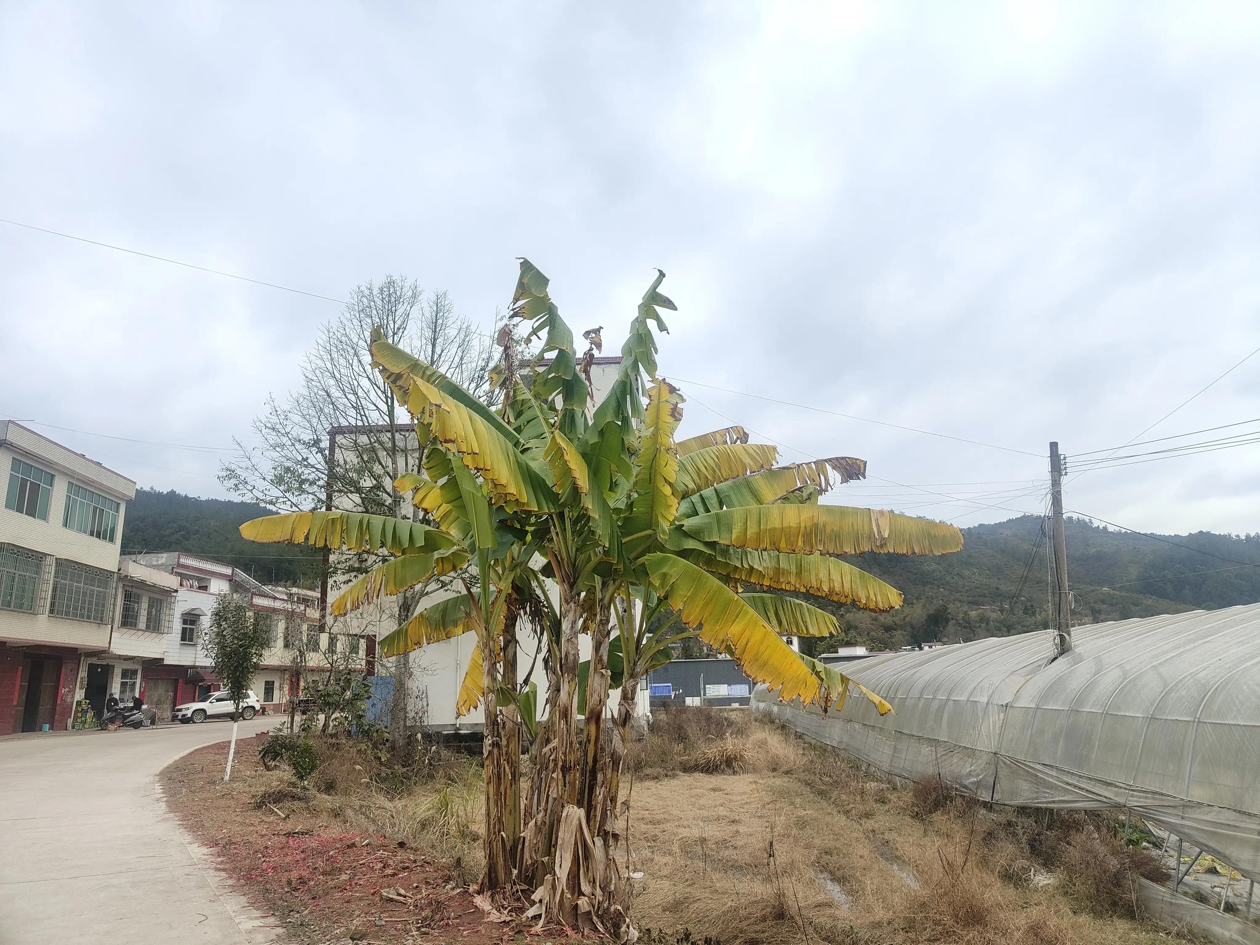 一棵美丽的芭蕉树