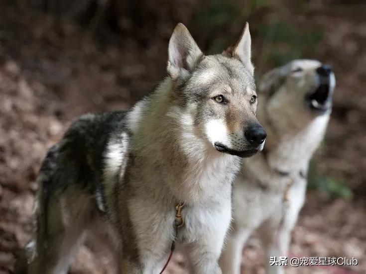 百科 | 捷克狼犬:我是真的狗