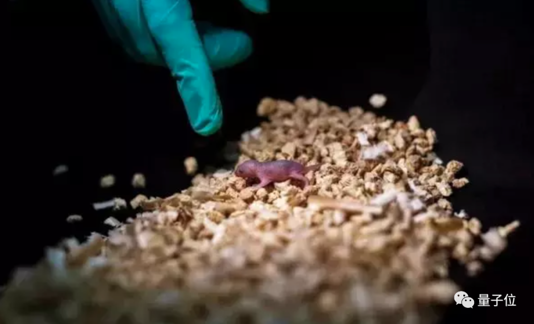 不用精子就能繁育后代，科学家只用1个卵细胞就培育出健康小鼠