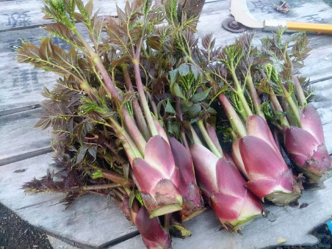 药材图片大全及名称(31种野菜大合集,带你认识不同的野菜和吃法,你