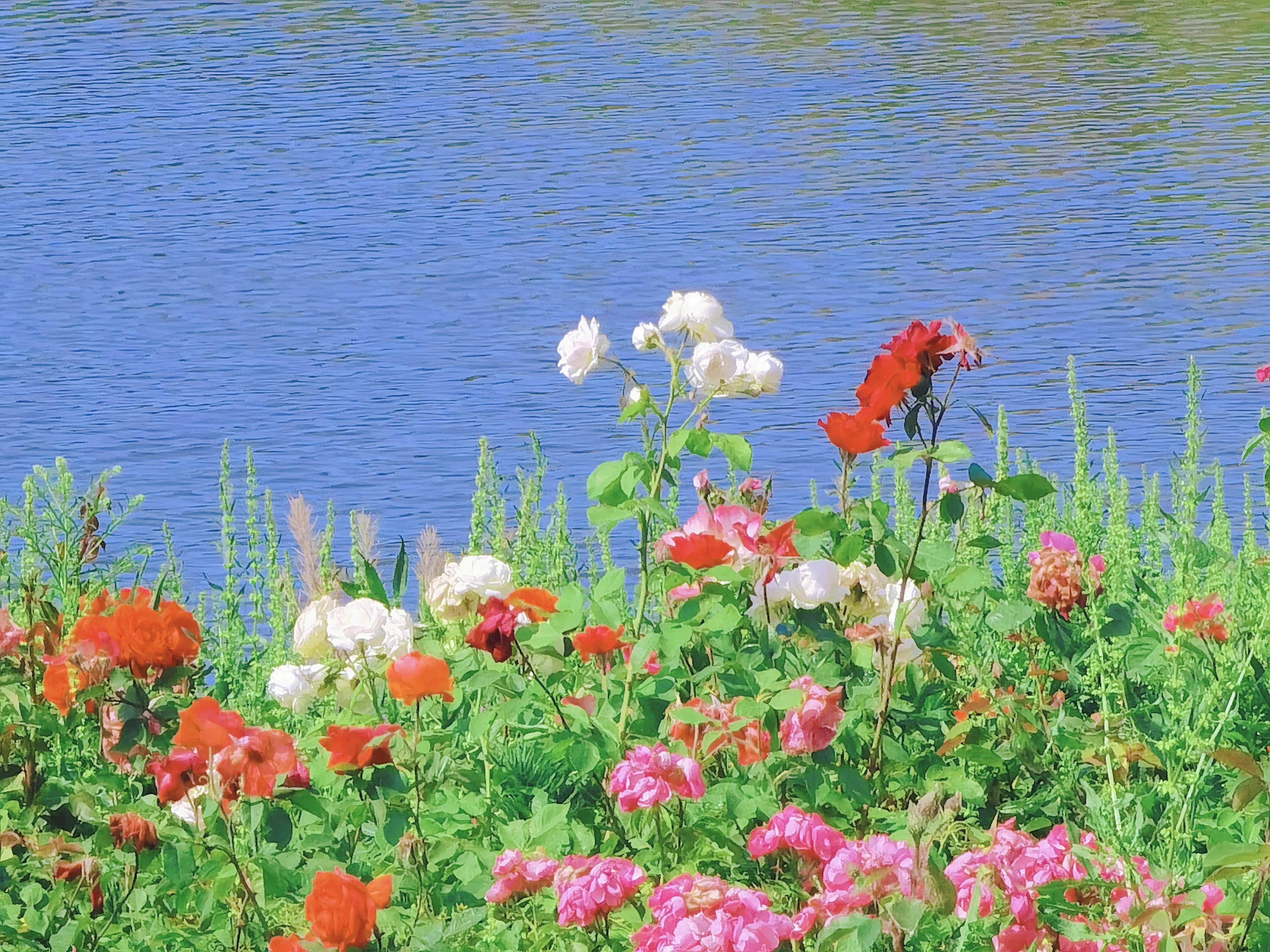 你就是我的国王（父亲，您永远是我的国王，感谢您做我清淡岁月里最耀眼的星辰）